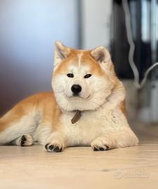 Cuccioli di Akita Inu