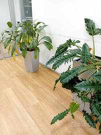 Vasi per idrocoltura o coprivasi