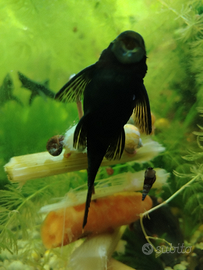 Pesci pulitori ancistrus