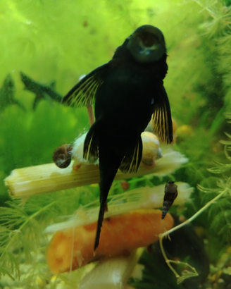 Pesci pulitori ancistrus