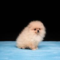 Cucciolo di pomerania maschio