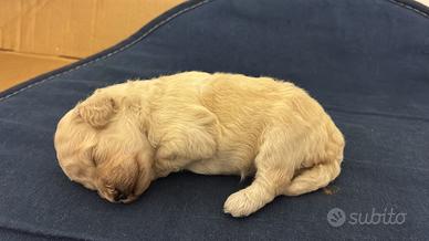 Splendida cucciola di Barboncino nano