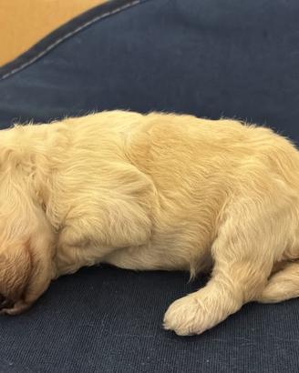 Splendida cucciola di Barboncino nano