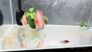 2 Discus - 1 ramirezi - 4 neon - 2 corisoras