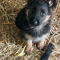 Cuccioli pastore tedesco