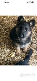 Cuccioli pastore tedesco