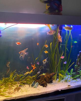 Acquario artigianale 210 lt