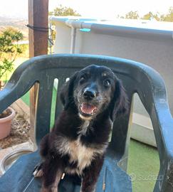 Cuccioli maremmano/ border collie