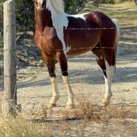 Cavallo stallone paint intero