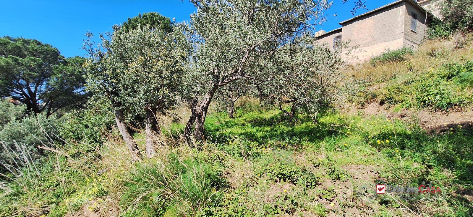 Rodia, terreno agricolo di circa 1000 mq - Vista 3