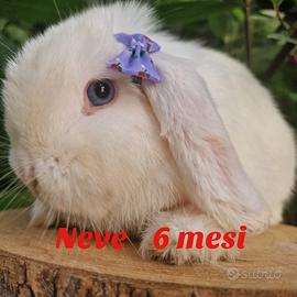 Coniglio minilop