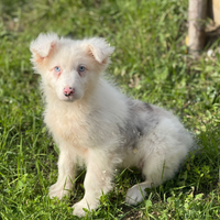 Pastore australiano con pedigree enci