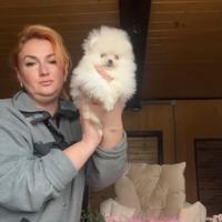 Spitz di Pomerania femmina