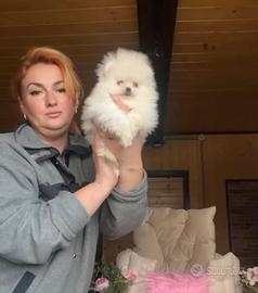 Spitz di Pomerania femmina