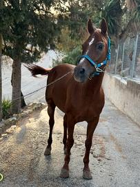 Cavallo Arabo (linea Russa)
