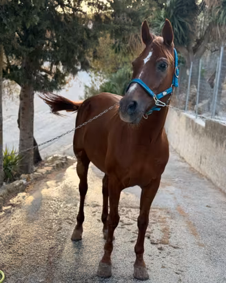 Cavallo Arabo (linea Russa)