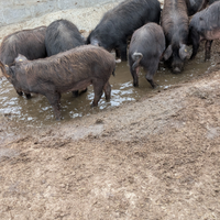 Suino di mora romagnola per copertura strofe