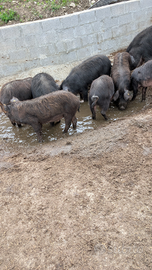 Suino di mora romagnola per copertura strofe