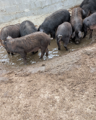 Suino di mora romagnola per copertura strofe