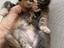 Immagine 1