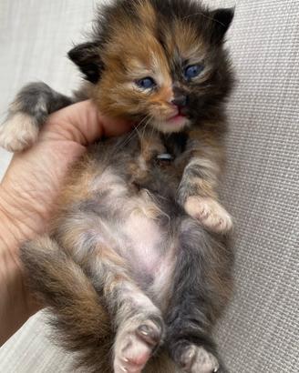 Gattina femmina simil siberiano