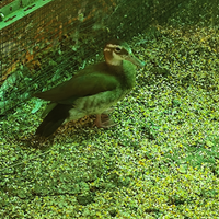 Alzavola brasiliana femmina