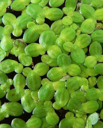 LEMNA MINOR PIANTE GALLEGGIANTI ACQUARIO