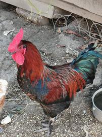 gallo giovane 