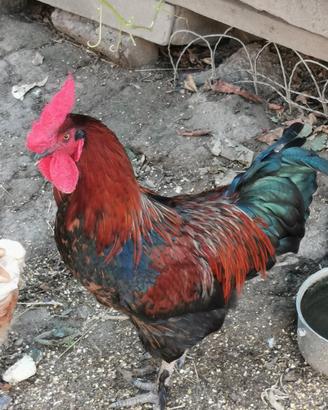 gallo giovane 