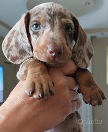Cuccioli di Bassotto 90 gg vari colori