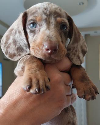 Cuccioli di Bassotto 90 gg vari colori