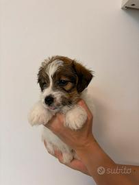 Cuccioli Jack Russell Terrier