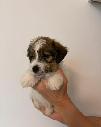Cuccioli Jack Russell Terrier
