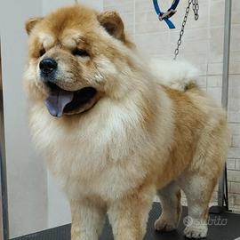 Maschio chow chow