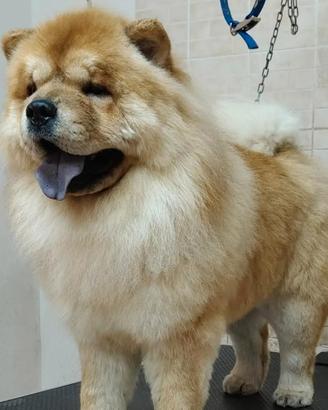 Maschio chow chow