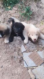Cuccioli di pastore del Caucaso