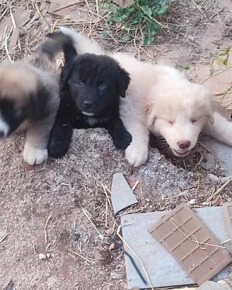 Cuccioli di pastore del Caucaso