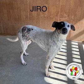 ADOZIONE JIRO maschio meticcio tg. media