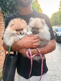 Spitz