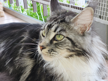 Rimborso spese, con obbligo di sterilizzazione