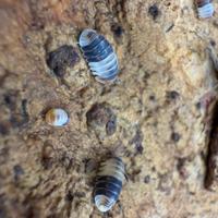 Isopodi sp. Cubaris White Shark