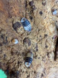 Isopodi sp. Cubaris White Shark