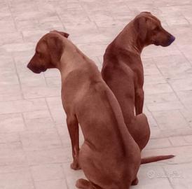 Cuccioli di Rhodesian Ridgeback