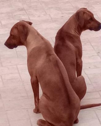 Cuccioli di Rhodesian Ridgeback