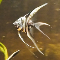 Scalari pinne lunghe