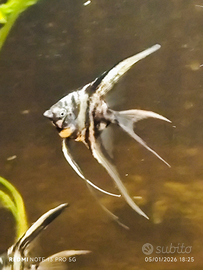 Scalari pinne lunghe