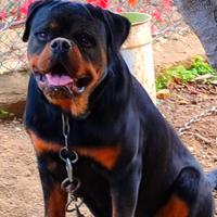 Cucciolone rottweiler