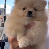 Spitz di pomerania cognac mini tiy