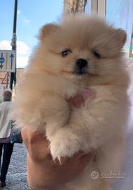 Spitz di pomerania cognac mini tiy