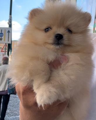 Spitz di pomerania cognac mini tiy